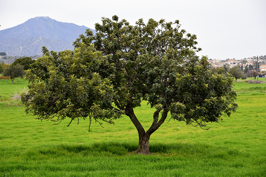 What is Carob?